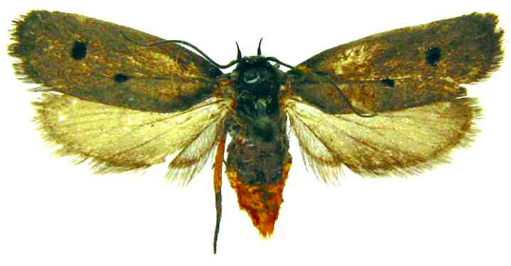 Fișier:Psecadia staudingeri (Rebel, 1901) (Științele naturii) 2249 16.04.2008 Tezaur E708DAD2A56A44AB93449FF61A1510CE.jpg