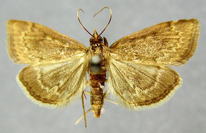 Fișier:Pyrausta fuscalis var. sibirica (Caradja, 1916) (Științele naturii) 2575 06.10.2010 Tezaur FB96B4253CF3466AB6461885EAFEAAD1.jpg
