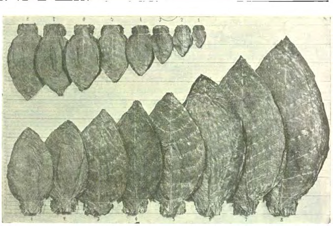 Fișier:Enciclopedia României 1938 vol 3 pg 442 1327.jpg