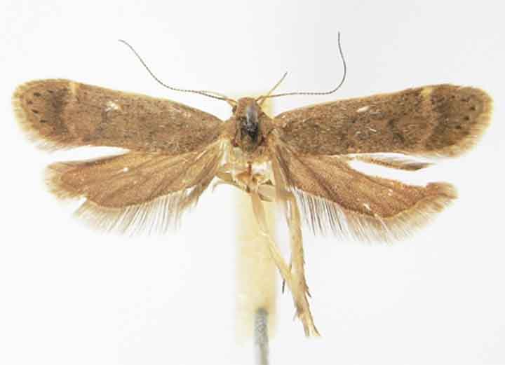 Fișier:Tachyptilia suberiella (Caradja, 1920) (Științele naturii) 2522 22.08.2008 Tezaur 073803AA474B49CF92EF0A5FE6D04321.jpg