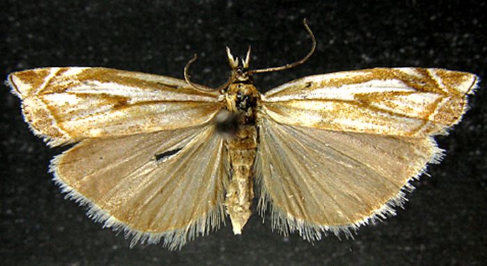 Fișier:Crambus dumetellus var. boreellus (Caradja, 1910) (Științele naturii) 2508 02.09.2010 Tezaur 93BF6C11AC3B4AC2B5AEDD5383A9B6B5.jpg