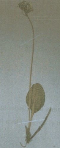 Fișier:Primula elatior (L.) Hill. ssp. leucophylla (Pax.) (Harrison) (Științele naturii) 2037 14.01.2013 Fond F63D7A0C92FF4081B74D3145D201B865.jpg