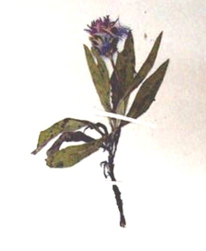 Fișier:Centaurea pinnatifida (Schur, 1866) (Științele naturii) 2310 16.07.2009 Fond 8B894CD25AEB4A439F85A4F8B6B1A5C4.jpg