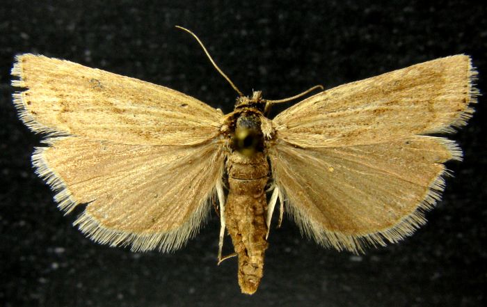 Fișier:Crambus alaicus (Rebel, 1907) (Științele naturii) 2576 06.10.2010 Tezaur 4869C708F81C4697994EC254EAED89FC.jpg