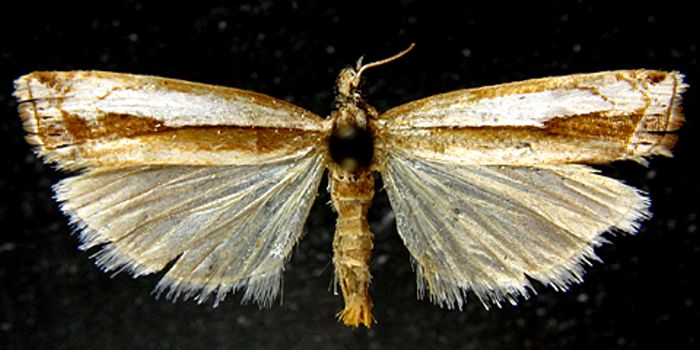 Fișier:Crambus narcissus (Bleszynski, 1961) (Științele naturii) 2508 02.09.2010 Tezaur C4DB2E6096624F069AA159EA02A15C1B.jpg