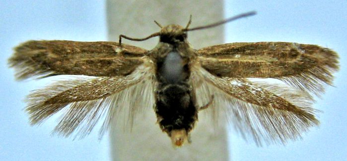 Fișier:Scythris canetella (Caradja, 1920) (Științele naturii) 2197 31.03.2008 Tezaur 2A0D621EF46A487594D8571B21BB32A1.jpg