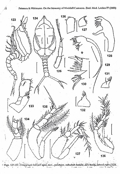 Fișier:Campylaspis ledoyeri (Petrescu and Wittmann, 2003) (Științele naturii) 2057 13.02.2004 Tezaur 9F962AC5860047149ABE96E8C43C3392.jpg