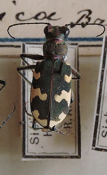 Fișier:Cicindela hybrida; Linnaeus, 1758 (Științele naturii) 2868 12.11.2018 Fond B44E6CAEB0A94111B735EDC5700CE6CA.jpg