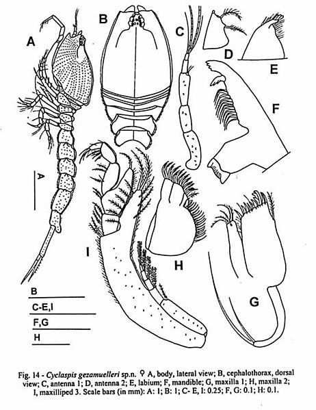 Fișier:Cyclaspis gezamuelleri (Petrescu, 1998) (Științele naturii) 2018 19.01.2004 Tezaur 95C332B5F75C473EB36474317D657965.jpg