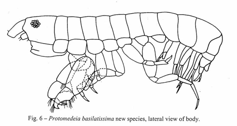 Fișier:Protomedeia basilitissima (Ortiz and Lalana, 1999) (Științele naturii) 2300 28.06.2004 Tezaur C2343897F5E04C288EC4250FF3A3768D.jpg