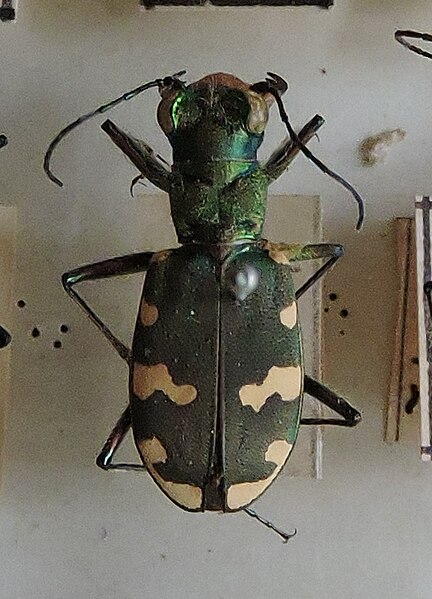 Fișier:Cicindela sylvicola Dejean, 1822 (Științele naturii) 2868 12.11.2018 Fond 107BD32D378242D3A3998175BBB17BD7.jpg