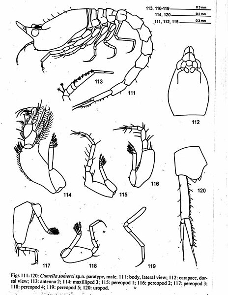 Fișier:Cumella somersi (Petrescu and Sterrer, 2001) (Științele naturii) 2057 13.02.2004 Tezaur 6374F058869542B1AD768A20EA07FD32.jpg