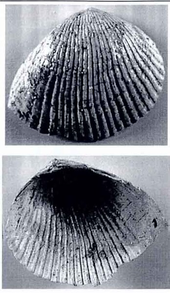 Fișier:Pseudocatillus solitarius (Papaianopol, 1992) (Științele naturii) 2766 29.11.2004 Tezaur 2624634693924253AB38BEDBB0CDFCFD.jpg