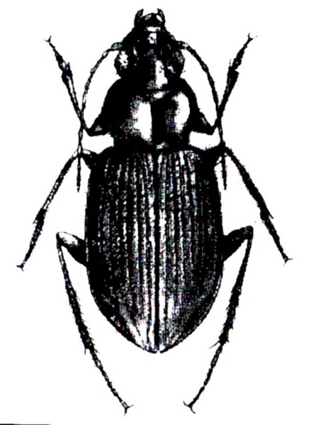 Fișier:Bembidion (Bembidionetolitzkya) paracomplanatum, ord. Coleoptera, fam. Carabidae, subfam. Trechinae (Nitzu, 1995) (Științele naturii) 2843 10.11.2003 Tezaur BBB7BBCA94874451B93BC6817E7E9167.jpg