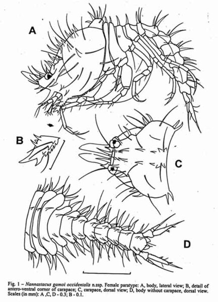 Fișier:Nannastacidae gamoi occidentalis (Petrescu, 2001) (Științele naturii) 2057 13.02.2004 Tezaur 17F168C6D34A4F17B8CA8EBBFB1E9A91.jpg