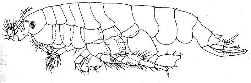 Fișier:Katocalliope gutui (Ortiz and Lalana, 1997) (Științele naturii) 2300 28.06.2004 Tezaur 93F42E33F19247A6B0FED3700C2A0130.jpg