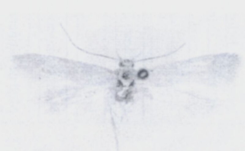 Fișier:Auximobasis flaviciliata (Walsingham, 1897) (Științele naturii) 2346 02.08.2004 Tezaur FA2EAB4B1E794D9F8CDF53E9EB22ED8E.jpg