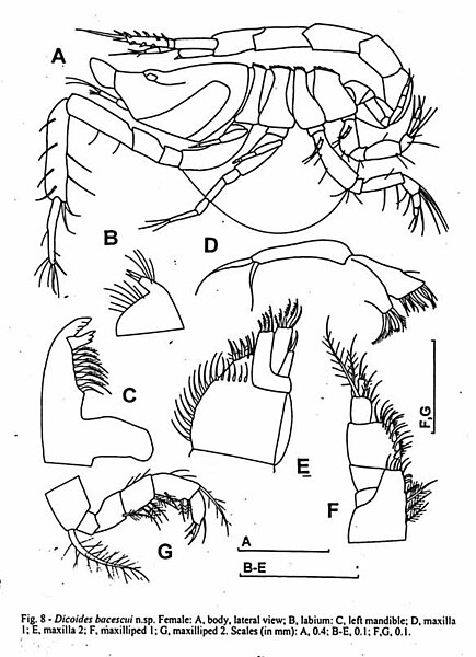 Fișier:Dicoides bacescui (Petrescu, 2002) (Științele naturii) 2057 13.02.2004 Tezaur C967E1B3312943CF9CFF7F280100935A.jpg