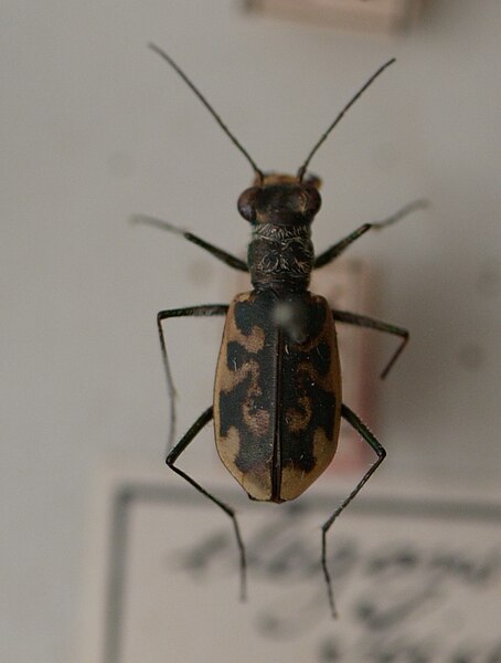 Fișier:Cephalota (Taenida) elegans; (Fisch von Waldheim, 1823) (Științele naturii) 2373 14.06.2017 Fond 17E6242F79CC41E7ABDB4C770C638937.jpg