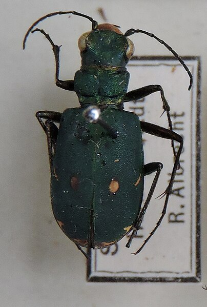 Fișier:Cicindela (Cicindela) campestris; Linnaeus, 1758 (Științele naturii) 2868 12.11.2018 Fond 7405EE940D804930B31DF09491C7E8A7.jpg