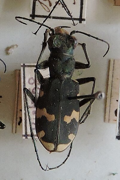 Fișier:Cicindela sylvicola Dejean, 1822 (Științele naturii) 2868 12.11.2018 Fond B04829813D0D42789681A594675C08DE.jpg