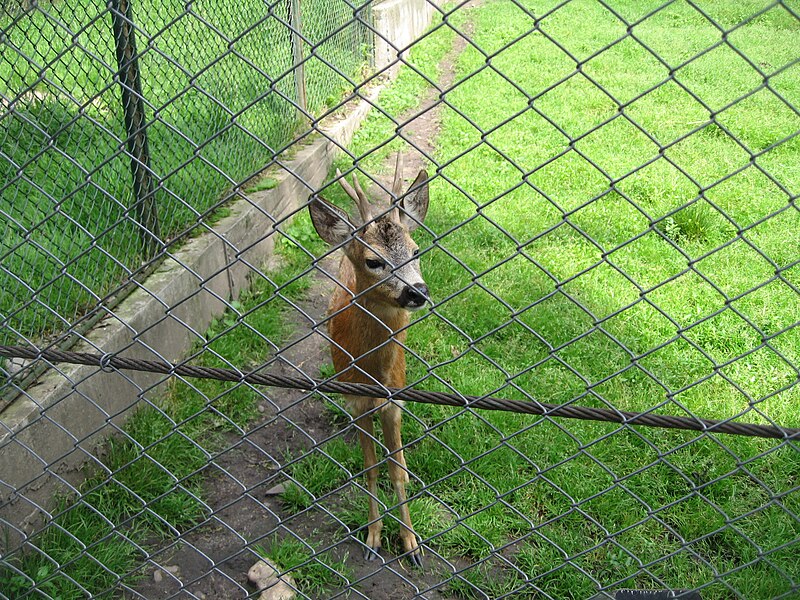 Fișier:Parcul Natural Vânători Neamţ1.jpg