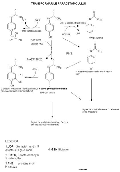 Fișier:Paracetamol biotrsf.gif