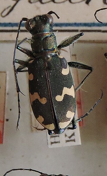 Fișier:Cicindela hybrida; Linnaeus, 1758 (Științele naturii) 2868 12.11.2018 Fond 883A31DD352C4ACAB0546DD8F0740620.jpg