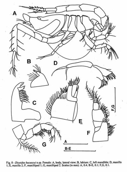 Fișier:Dicoides bacescui (Petrescu, 2002) (Științele naturii) 2057 13.02.2004 Tezaur 79E6D2F855784238AE5EE1F081C454EE.jpg