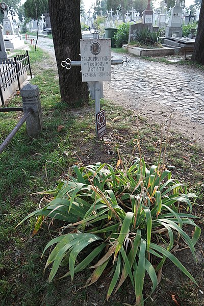 Fișier:Mormântul actriței Aglae Pruteanu.JPG