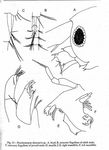 Fișier:Parelasmopus dancaui (Ortiz and Lalana, 1997) (Științele naturii) 2300 28.06.2004 Tezaur 9480674BE0D04D98B385AB7B5D36CD98.jpg