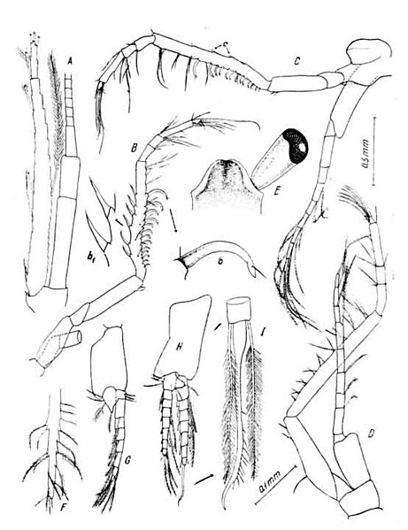 Fișier:Brasilomysis castroi (Băcescu, 1968) (Științele naturii) 2021 22.01.2009 Tezaur 16CB3C1609F84F5AB12489A9118E7C69.jpg