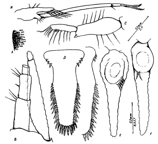 Fișier:Acanthomysis bispinosa (Băcescu, 1979) (Științele naturii) 2021 22.01.2009 Tezaur AFE4967C6BDC4ECEB4B99A07CD847B1F.jpg