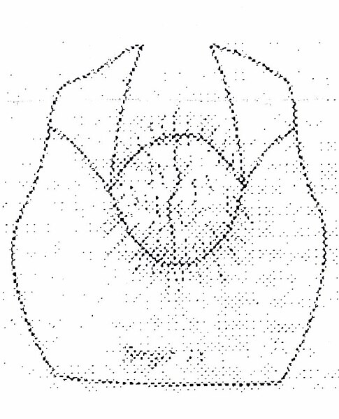 Fișier:Merodon strobli (Brădescu, 1986) (Științele naturii) 2281 16.06.2004 Tezaur EF6E7CD6F17C4B17BA66FFF270A5BF46.jpg