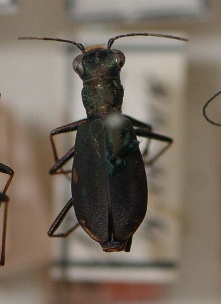 Fișier:Cylindera (Cylindera) germanica; (Linnaeus 1758) (Științele naturii) 2373 14.06.2017 Fond B6D6943E680A42B189B27FD9ED008E11.jpg