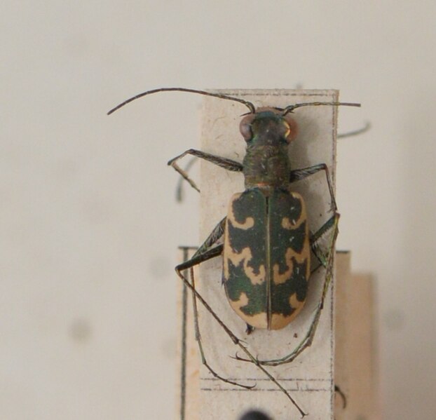 Fișier:Cylindera (Eugrapha) arenaria (Fuessly, 1775) (Științele naturii) 2373 14.06.2017 Fond 6064B7EEA8C1487F8237589FB2148FCA.jpg