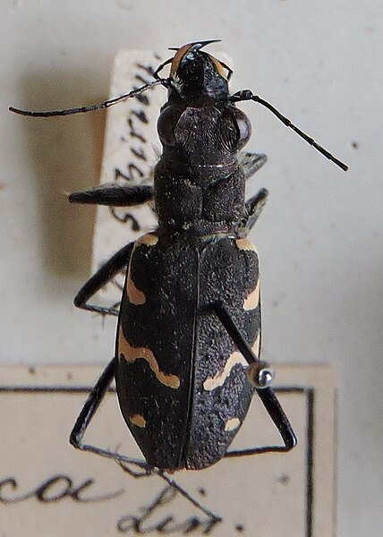 Fișier:Cicindela (Cicindela) sylvatica; Linnaeus 1758 (Științele naturii) 2868 12.11.2018 Fond 612211C07DD541BCA482D5224CA3103C.jpg