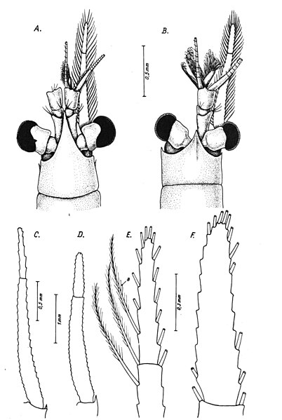 Fișier:Leptomysis buergii (Băcescu, 1966) (Științele naturii) 2021 22.01.2009 Tezaur E70909DB558F4A6AB3250EECD3EA61C3.jpg