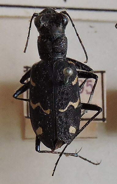 Fișier:Cicindela (Cicindela) sylvatica; Linne 1758 (Științele naturii) 2868 12.11.2018 Fond 1F7ED352D9984AA39F117233F8E0794D.jpg