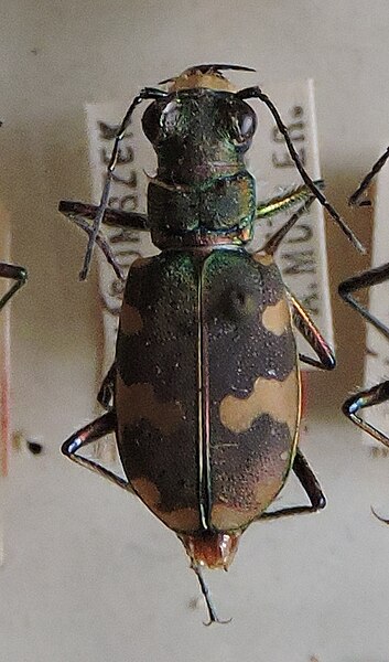 Fișier:Cicindela hybrida; Linnaeus, 1758 (Științele naturii) 2868 12.11.2018 Fond 9439CCD55BB74931ADB260EA5673CC2F.jpg