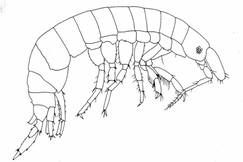 Fișier:Eriopisella paraupolu (Ortiz and Lalana, 1997) (Științele naturii) 2300 28.06.2004 Tezaur A7BBDEF3AC18464A94C77F1AA3997D48.jpg