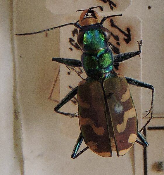 Fișier:Cicindela coerulea nitida Lichenstein, 1796 (Științele naturii) 2868 12.11.2018 Fond E14FCCA5D5C74EADB5507194767EE43F.jpg