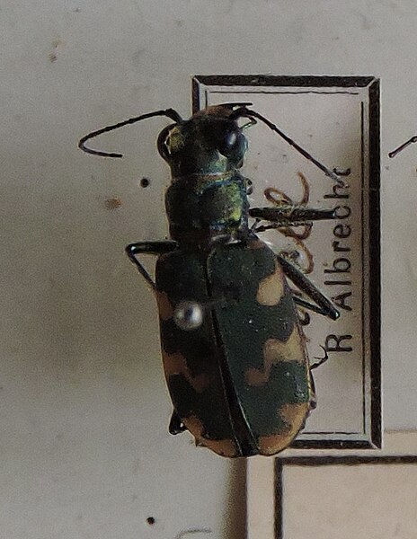 Fișier:Cicindela hybr.v. riparia; Latreille & Dejean 1822 (Științele naturii) 2868 12.11.2018 Fond 0FF8370C0AD54B238ACA97A4BBAA7D61.jpg