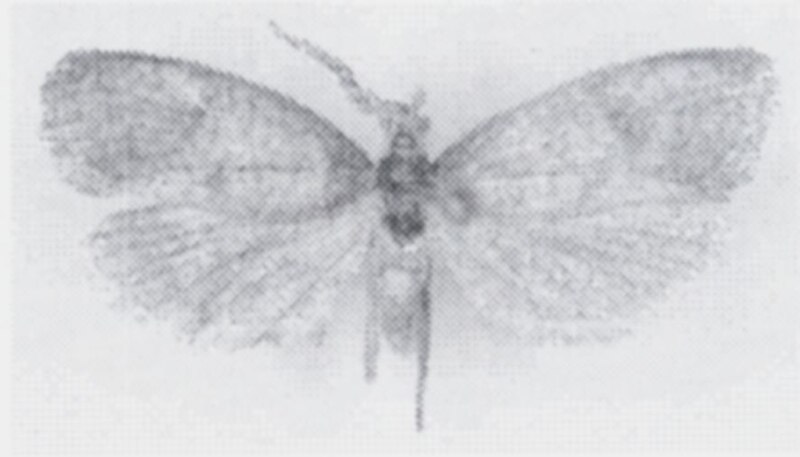 Fișier:Melasina scoriopsis (Meyrick, 1934) (Științele naturii) 2281 16.06.2004 Tezaur 97CB345970FE43688D3ECC85A86B1E47.jpg