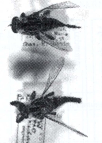 Fișier:Promachus (Amblyonychus) ovata (Martin, 1967) (Științele naturii) 2018 19.01.2004 Tezaur 3A4A043D04434D32A31658C73475983F.jpg