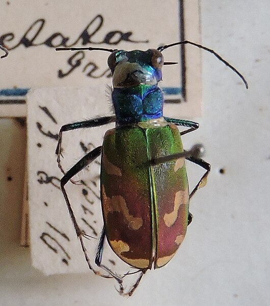 Fișier:Cicindela coerulea nitida Lichenstein, 1796 (Științele naturii) 2868 12.11.2018 Fond B3B71583B1C740778DD891FB36E0BD4F.jpg