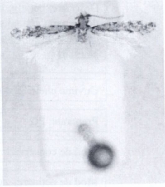 Fișier:Tinea tetraonella (Walsingham, 1897) (Științele naturii) 2281 16.06.2004 Tezaur A0A468DAB35442159BB40A57FA4D56D2.jpg