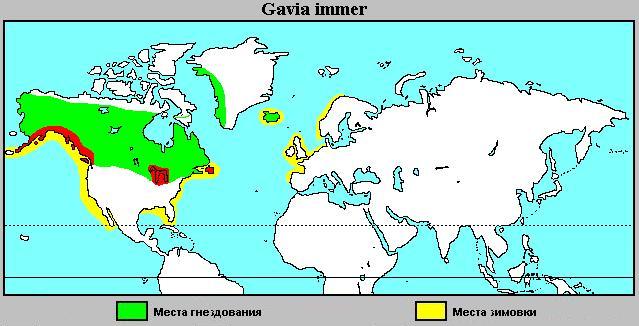 Файл:Gavia immer Distribuzione ru.jpg