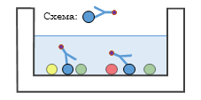 Файл:Direct ELISA with scheme.png