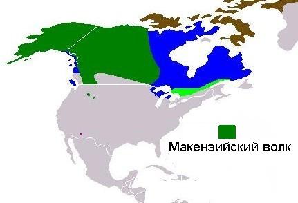 Файл:Present distribution of wolf subspecies mackval ru.jpg